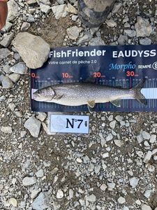 Lake Trout