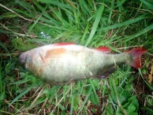 European Perch