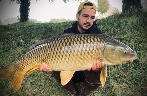 Common Carp