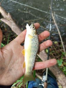 Brown Trout