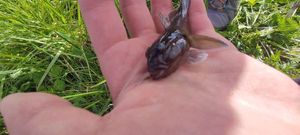 Round Goby