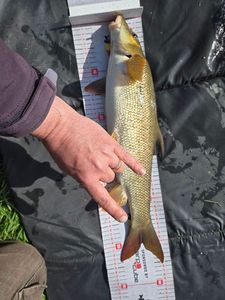 Barbel