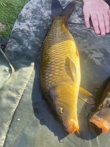 Common Carp