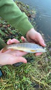 Brown Trout