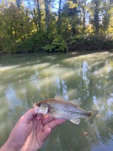 Largemouth Bass