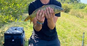 Common Carp