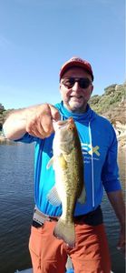 Largemouth Bass