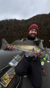 Zander