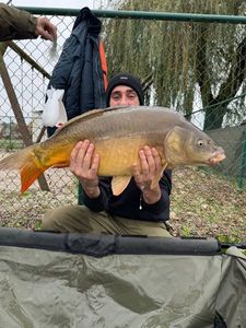 Mirror Carp