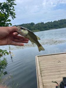 Achigan à Petite Bouche (Black-Bass)
