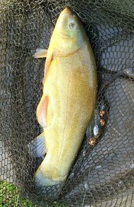 Tench