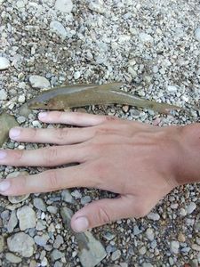 Barbel