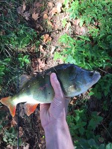 European Perch