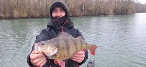 European Perch