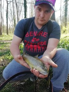 Brown Trout
