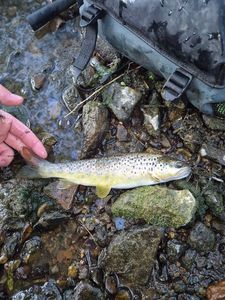 Brown Trout