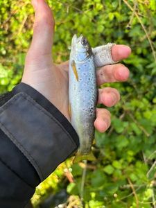 Brown Trout