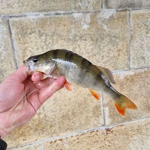 European Perch