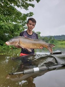 Common Carp