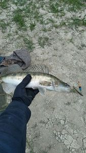 Zander