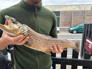Brown Trout