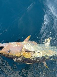 Bluefin Tuna