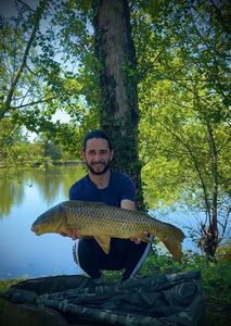 Common Carp