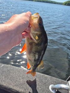 European Perch