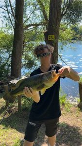 Largemouth Bass