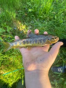 Brown Trout