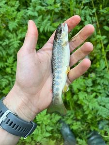 Brown Trout