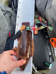 Ballan Wrasse