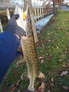 Northern Pike