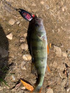 European Perch