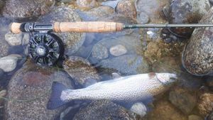 Rainbow Trout