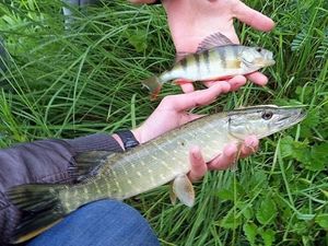 Northern Pike