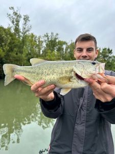 Largemouth Bass