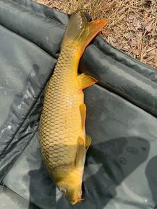 Common Carp