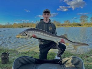 Sturgeon