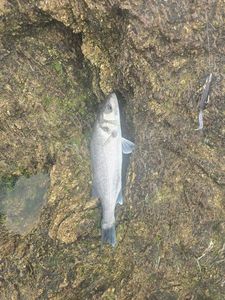 European Bass (Seabass)