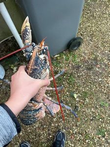 European Lobster
