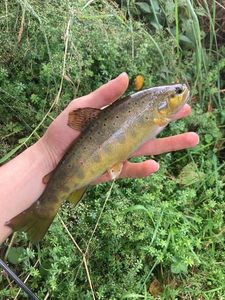 Brown Trout