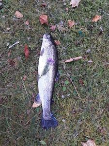 Rainbow Trout