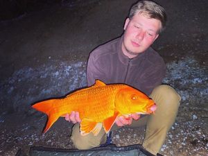 Koï Fish