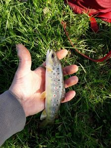 Brown Trout