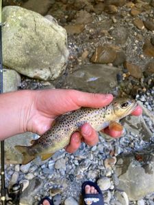 Brown Trout