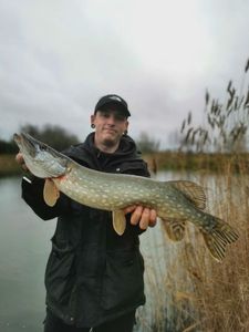 Northern Pike