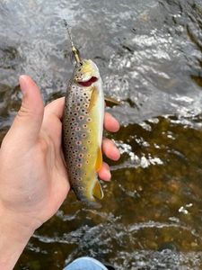 Brown Trout