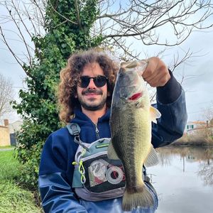 Largemouth Bass