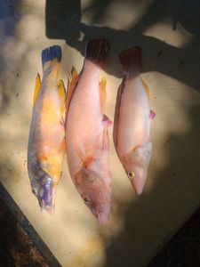 Cuckoo Wrasse